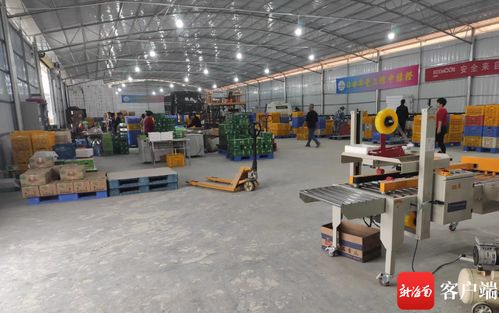 琼中绿橙产业数字化转型 数据化分选工厂与赤壁企业网站建设双轮驱动，实现产业增效与稳定就业双丰收